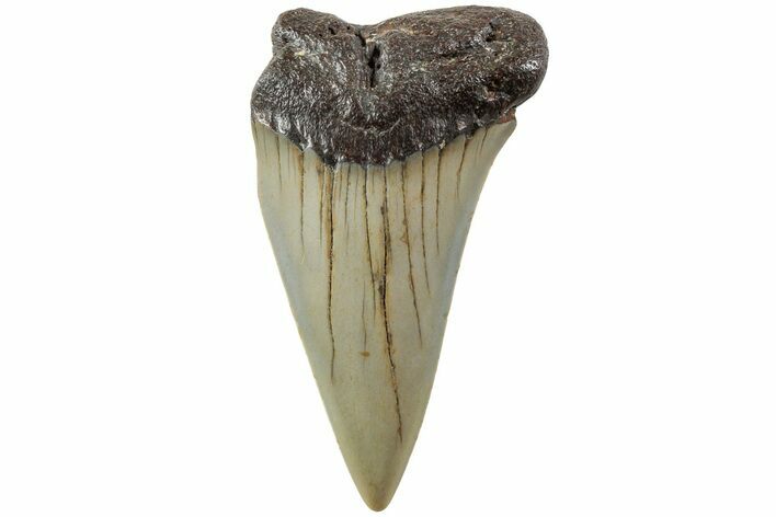 Fossil Broad-Toothed Mako Shark Tooth - North Carolina #235217
